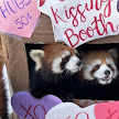 Panda3DS logo