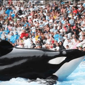 Best Nature Documentaries on Netflix: Blackfish